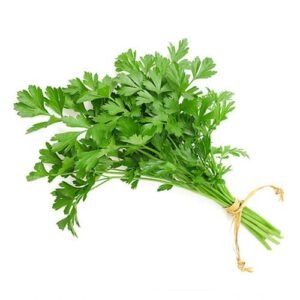 Coriander